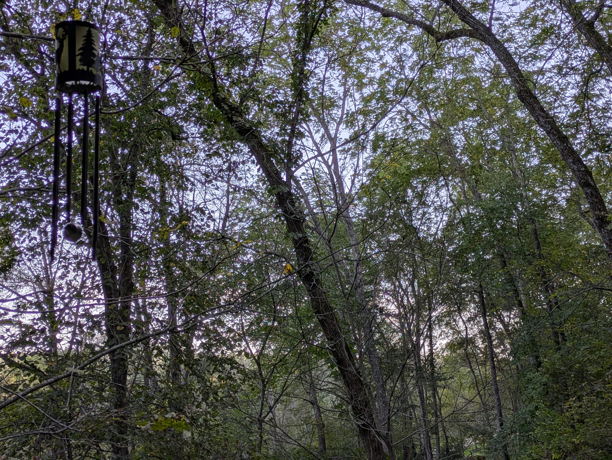 The trees surrounding our cabin in the Driftless Region