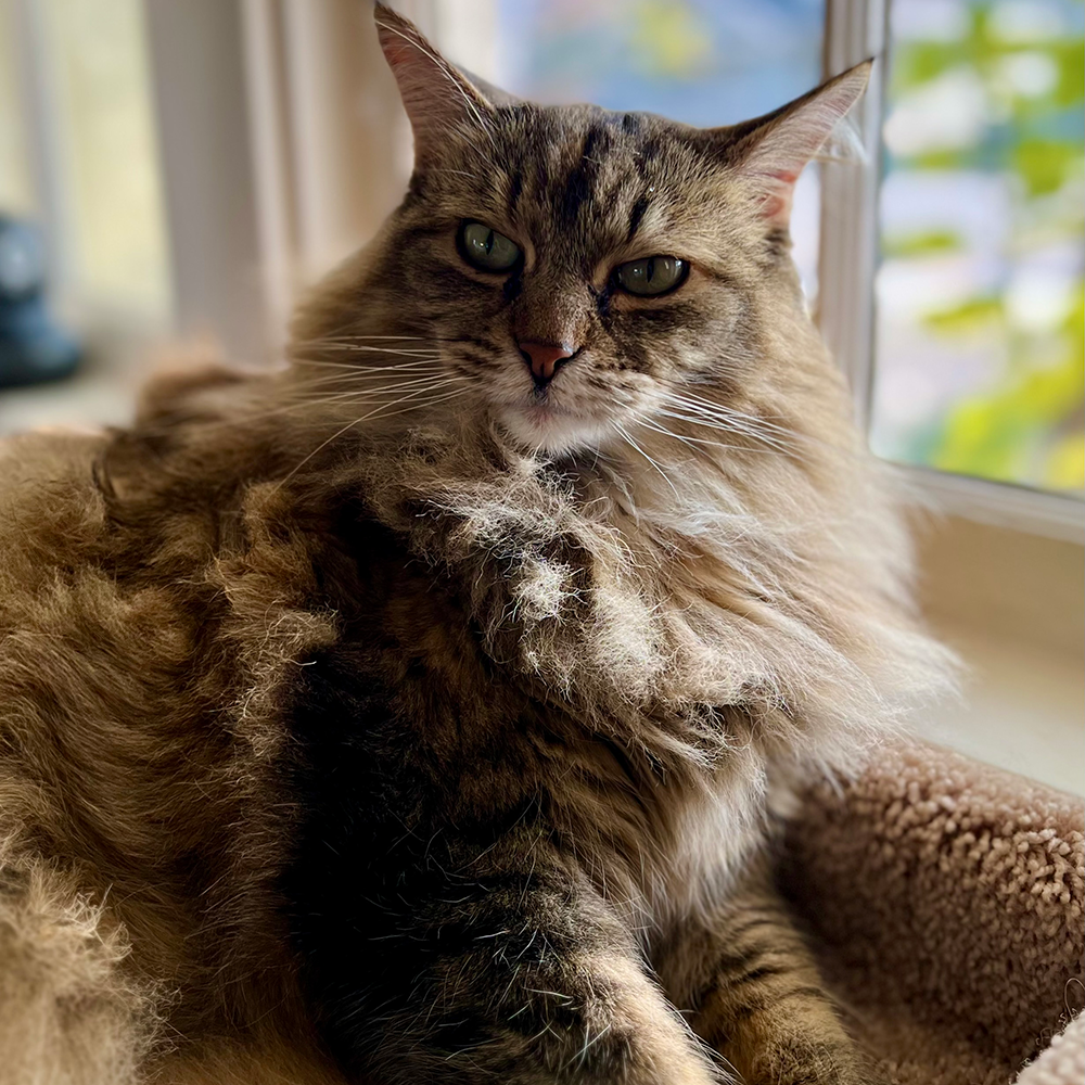 Sandwiches of History Weekly Recap