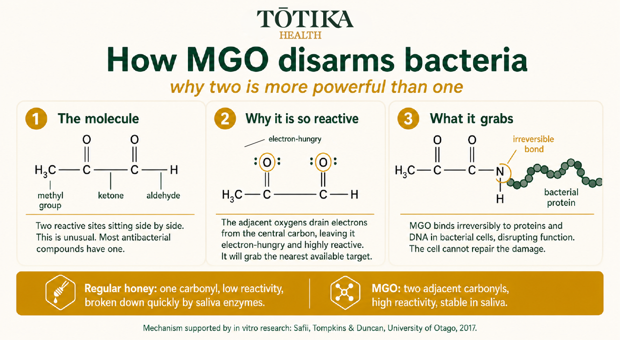 Totika Health infographic: how MGO disarms bacteria, why two is more powerful than one. Three panels: the methylglyoxal molecule with methyl ketone and aldehyde groups, why adjacent oxygens make the central carbon electron-hungry and reactive, and how MGO forms an irreversible bond with bacterial proteins