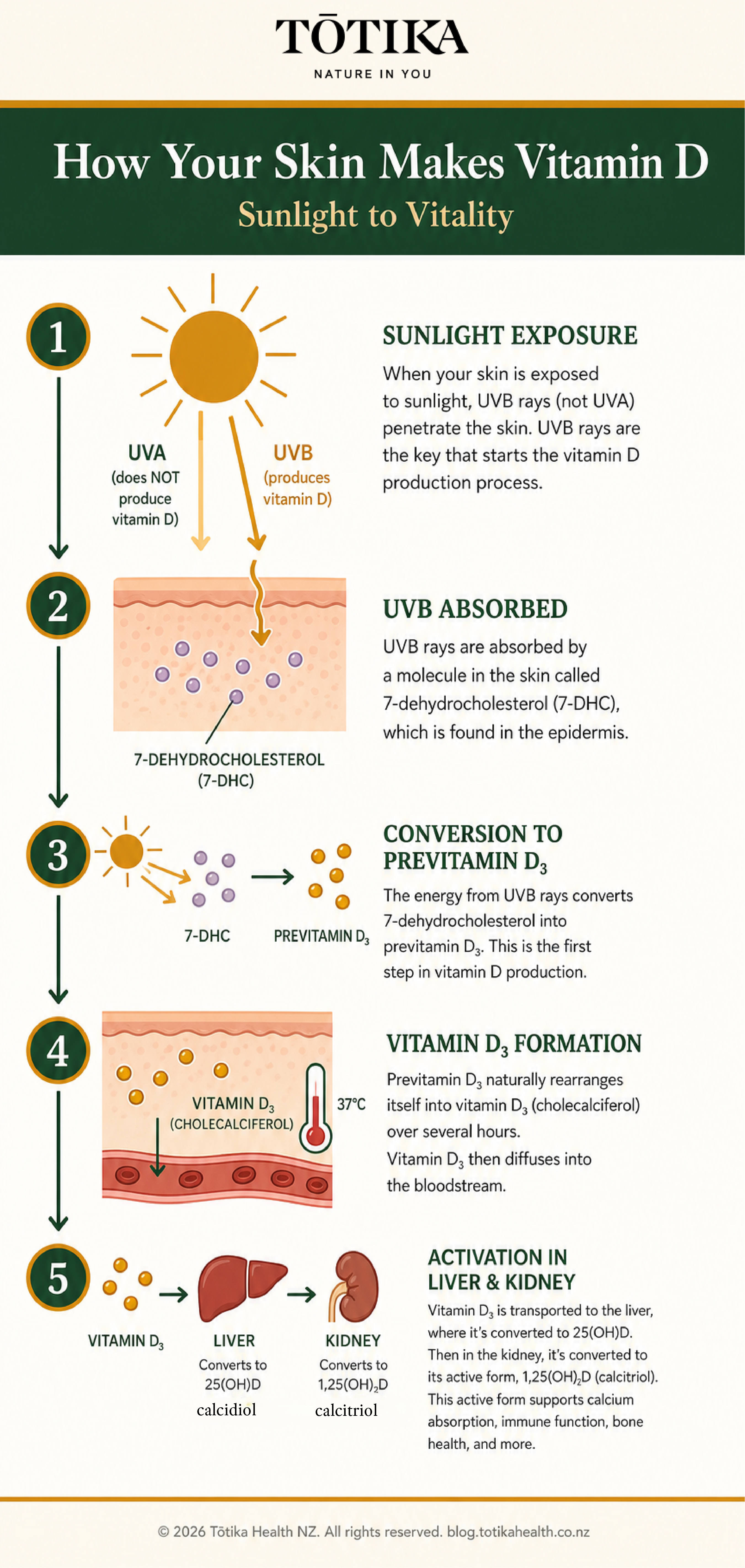 How Your Skin Makes Vitamin D infographic by Totika Health NZ showing five steps from UVB sunlight exposure through 7-dehydrocholesterol conversion to active calcitriol produced in the kidneys.
