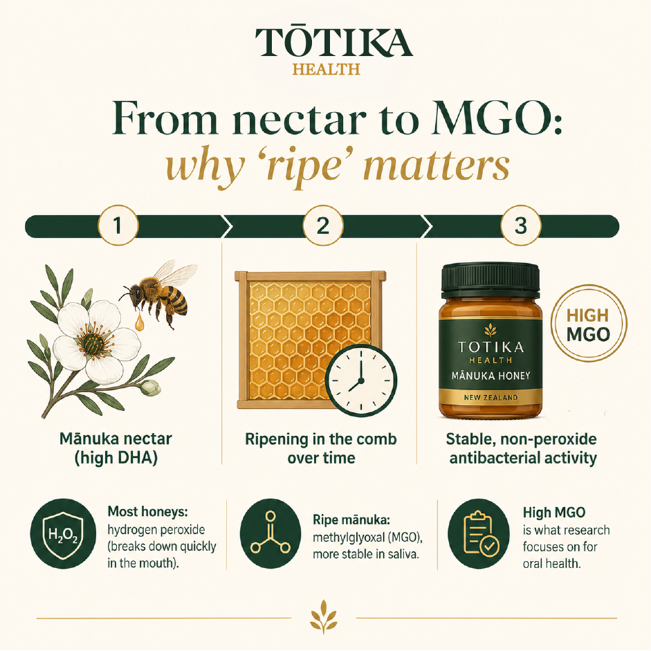 Totika Health infographic: from nectar to MGO why ripe matters. Three steps: manuka nectar high DHA, ripening in the comb over time, stable non-peroxide antibacterial activity. Most honeys use H2O2 which breaks down in the mouth, ripe manuka produces stable MGO