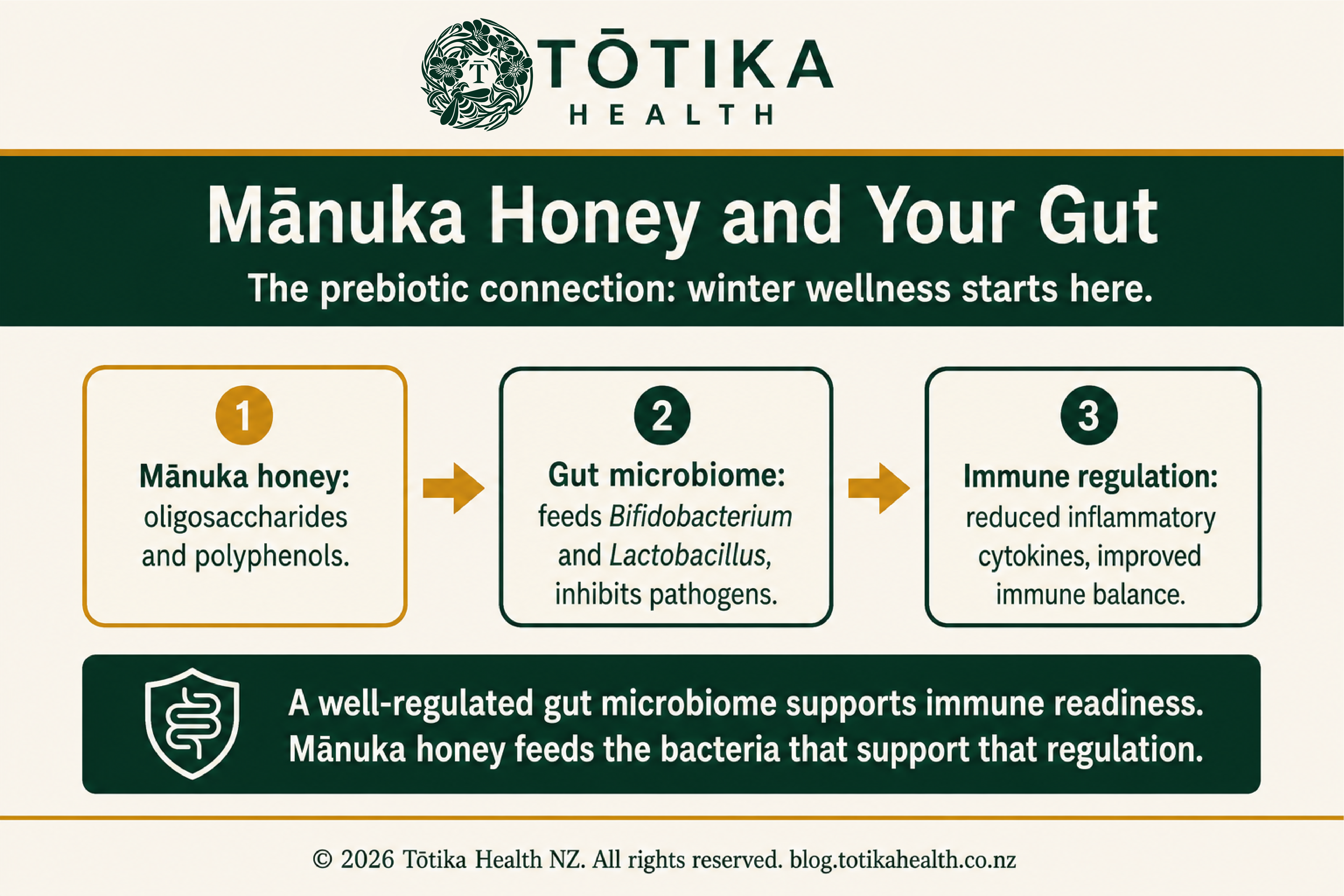 Totika Health NZ infographic showing how manuka honey oligosaccharides and polyphenols support gut microbiome balance and immune regulation through prebiotic activity in winter.