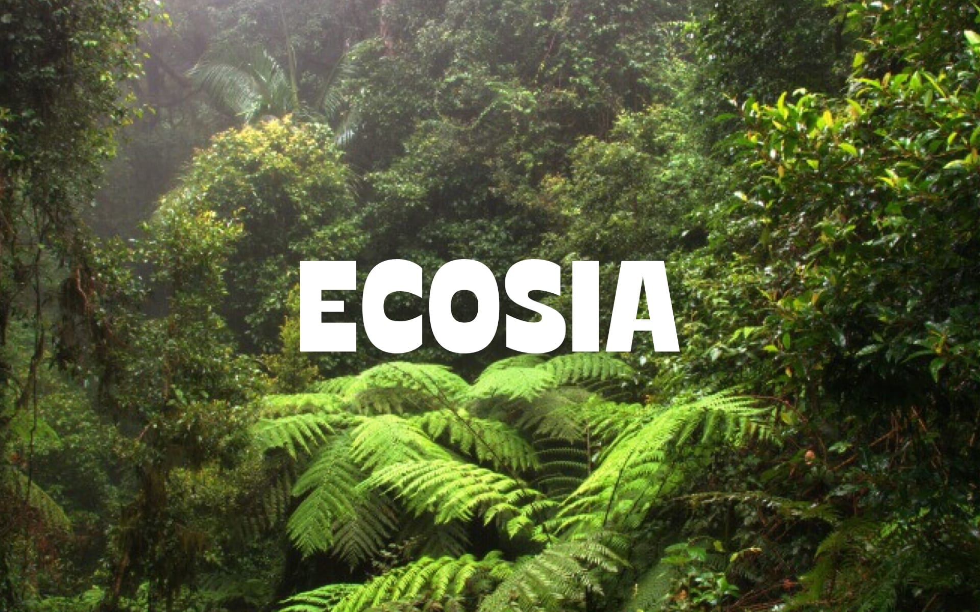 Ecosia 2025 - AI Search Greener, Plant Trees & Reclaim Your Privacy – An In-Depth Review 