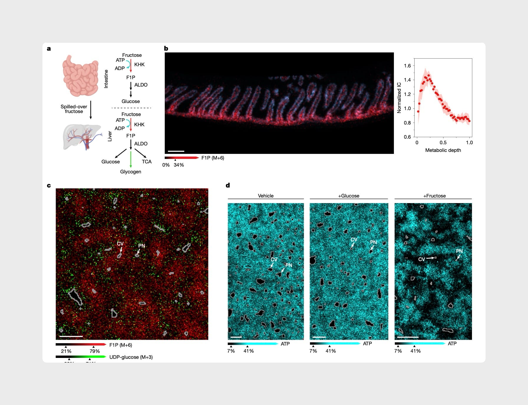 Scientists Finally Saw What a Can of Coke Does to Your Liver. And It's Scarier Than You Thought