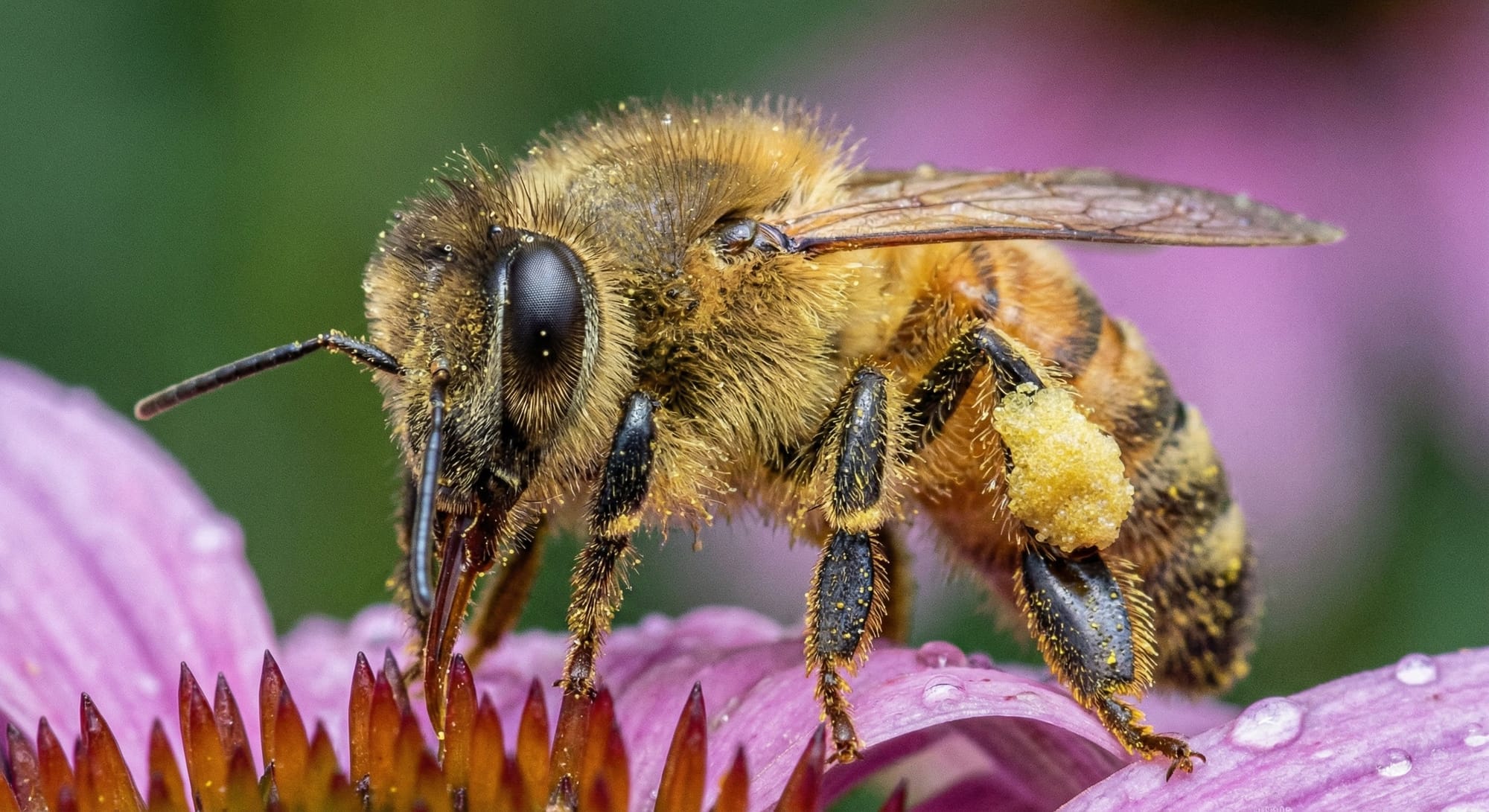 Macro photograph of a bee on a flower, individual hairs visible on body, compound eyes detailed, pollen on legs, extreme detail, shallow depth of field