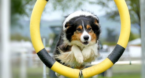 Franchise Fridays: Pet Care and Training