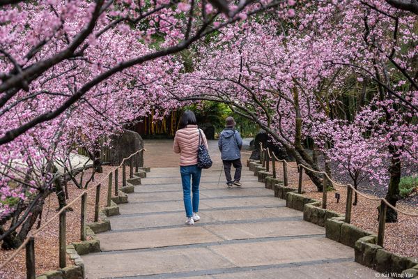 非一般的Matildas