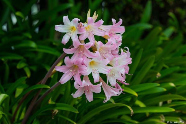 當眼睛開始褪色