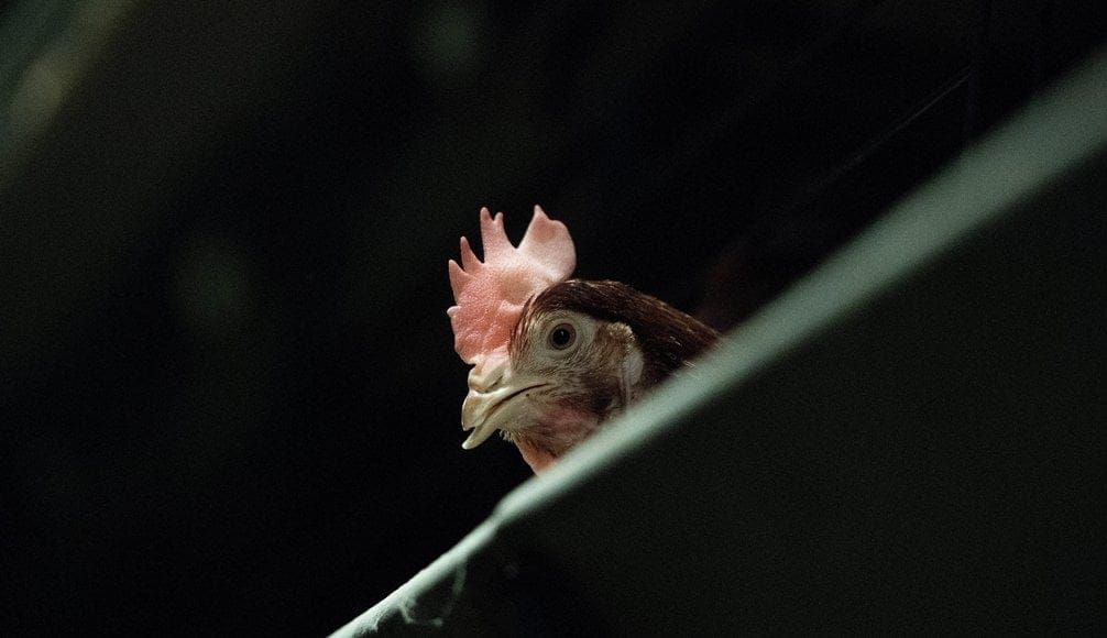 Stjörnuegg ehf. áfram á lista yfir fyrirmyndarfyrirtæki í rekstri