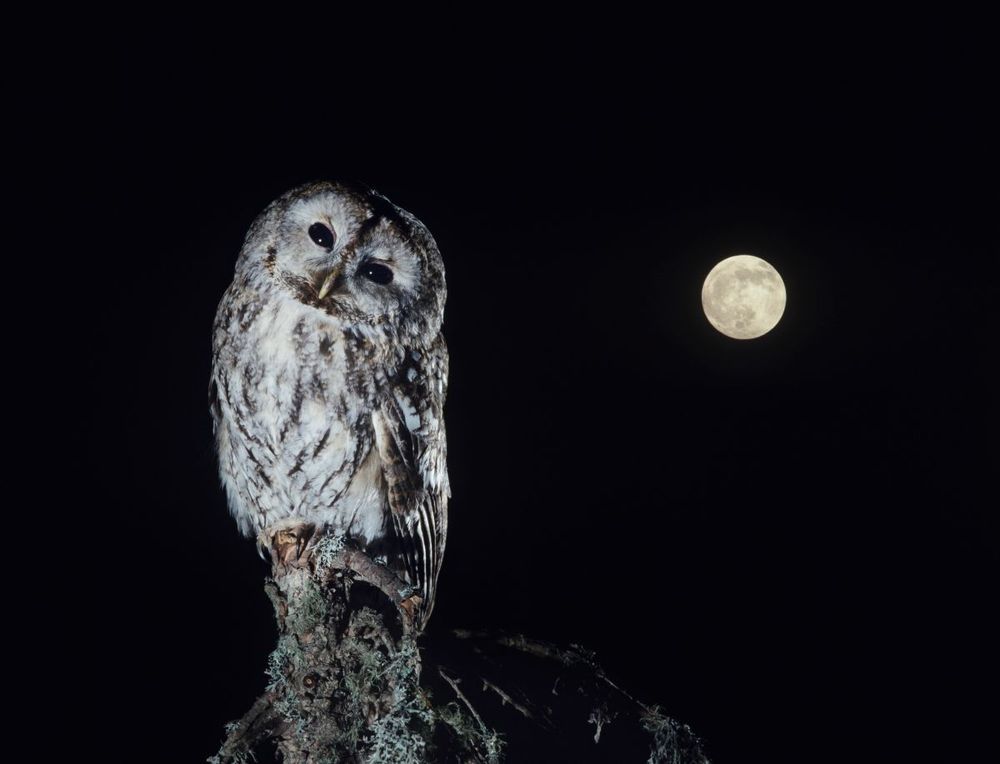 How to enable night mode on any smartphone