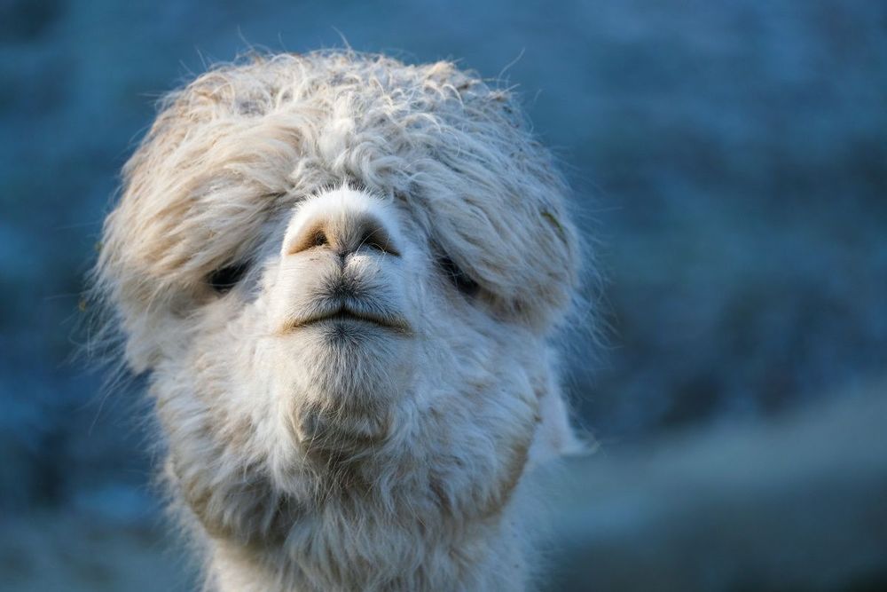 Alpaca helps you open links from Slack in a native app