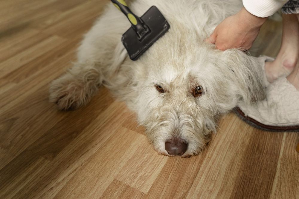 Tips to shop for vinyl floorings for your beautiful home