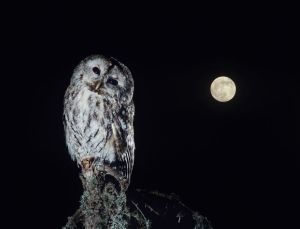 How to enable night mode on any smartphone