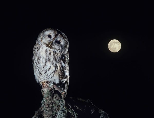 How to enable night mode on any smartphone
