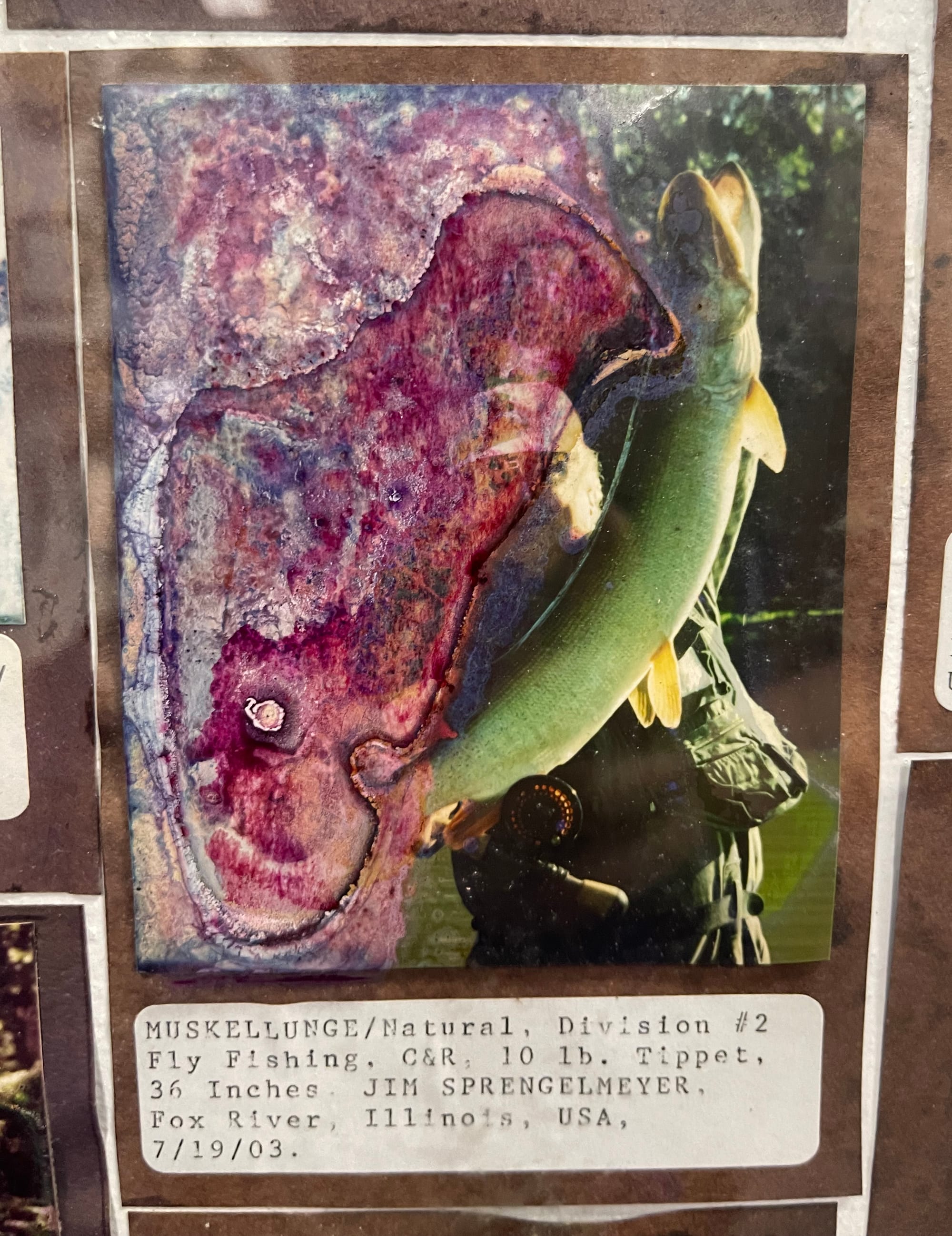 Jim Sprengelmeyer holds a 10 lb, 36-inch muskie, obscured by a red and purple splotch likely due to water damage as seen in the Fresh Water Fishing Hall of Fame & Museum