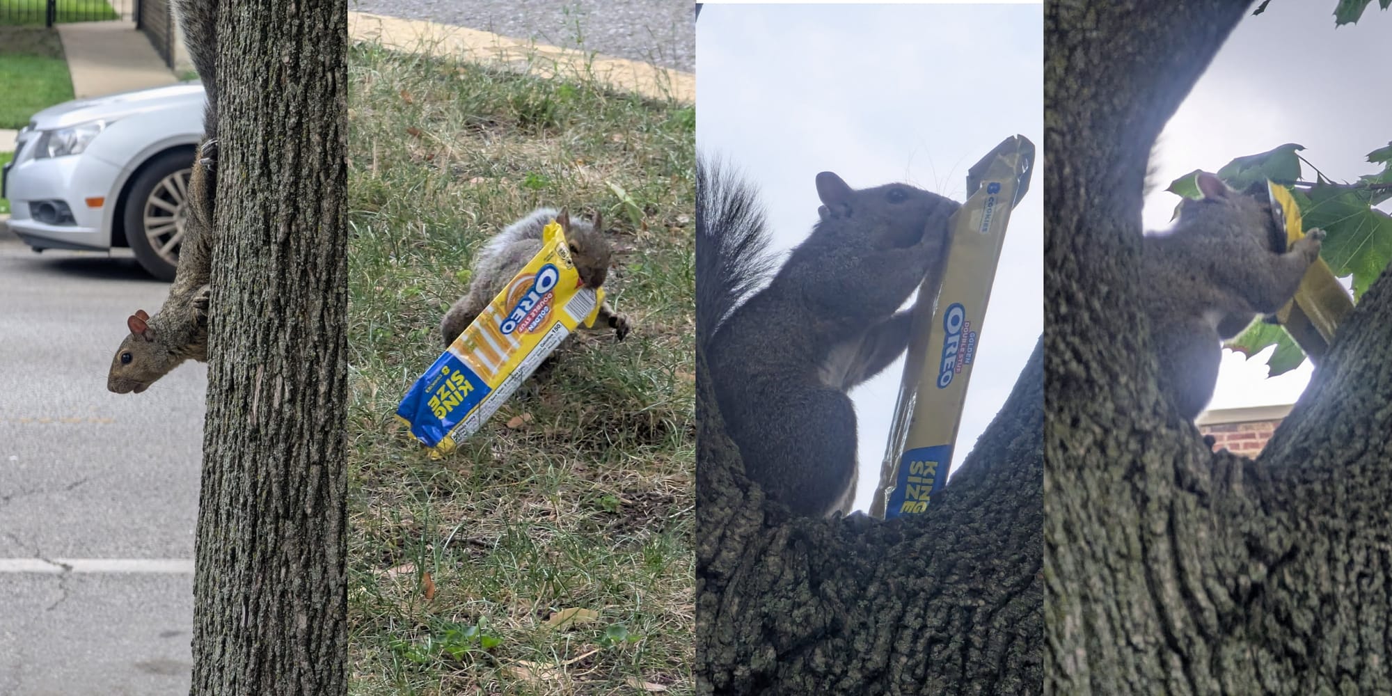 A squirrel confiscating a King Size snack sleeve of Golden Oreos in Chicago