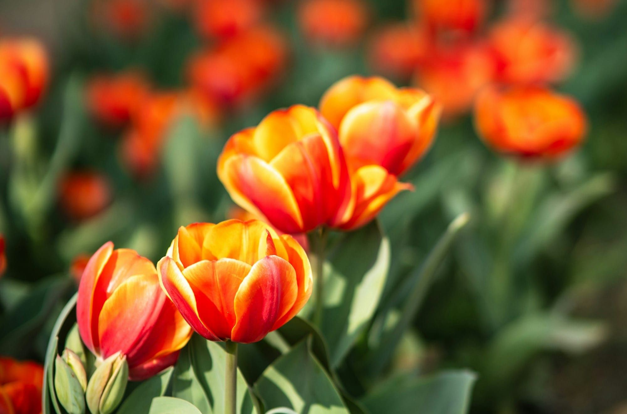 Enabling more default features in NSD 4.13.0