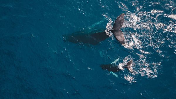 Running Krill Under RIPE NCC