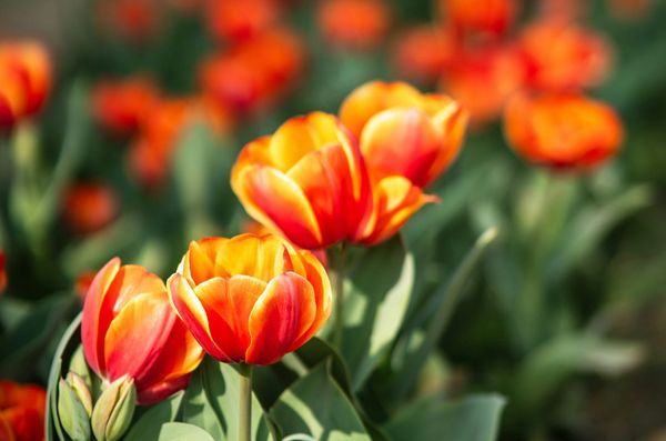 Enabling more default features in NSD 4.13.0