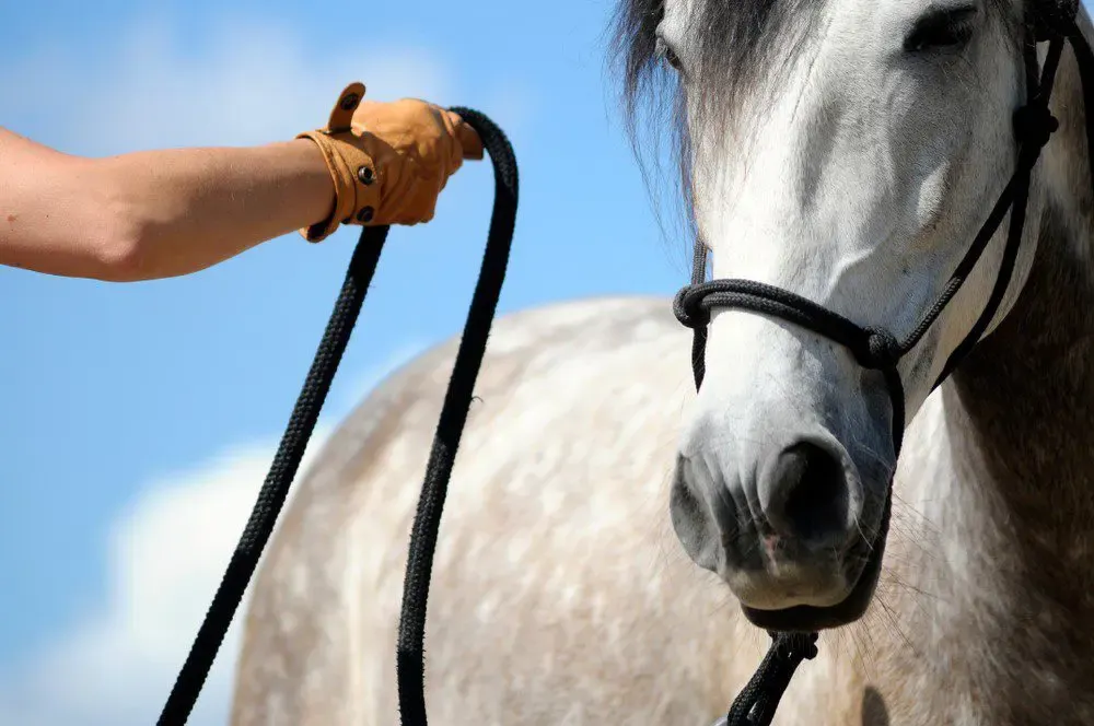 Training Without Force: What Horsemanship, Monastic Rules, and Plane Crashes Teach Us About AI