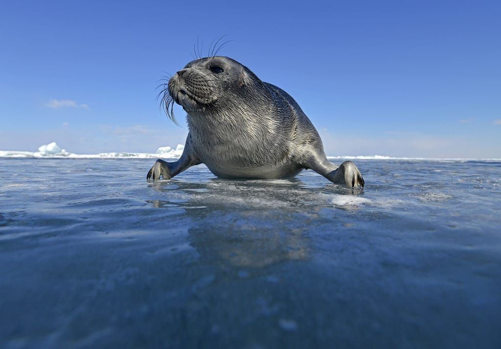 Governance Is Not a Seal: Positioning Agora-AI in a Landscape of Trust Frameworks