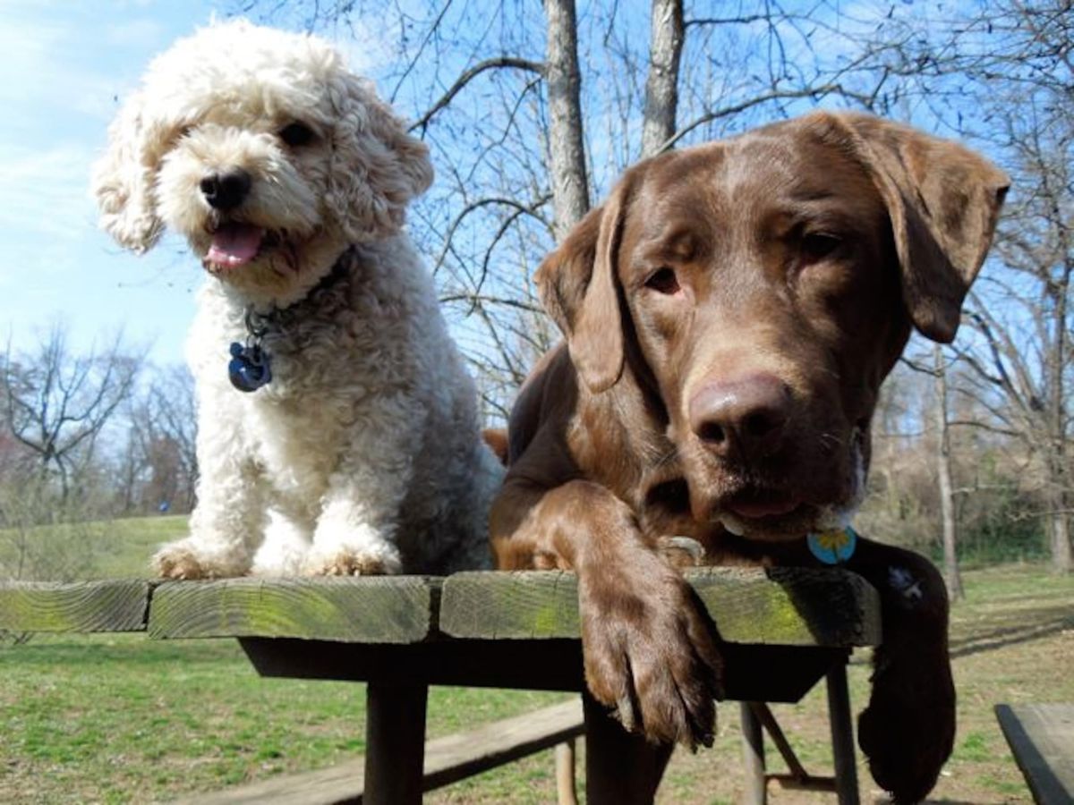 Calm Authority and Organizational Energy: What Dog Training Reveals About Managing People