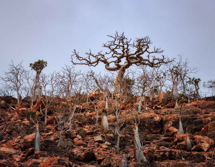 A frankincense tree