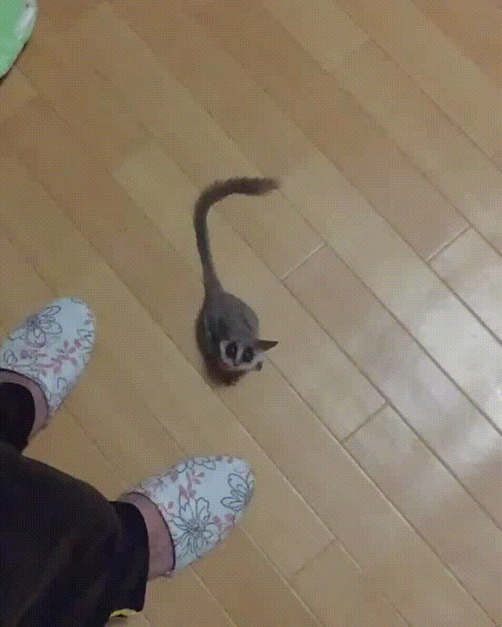 Jump Satisfying GIF