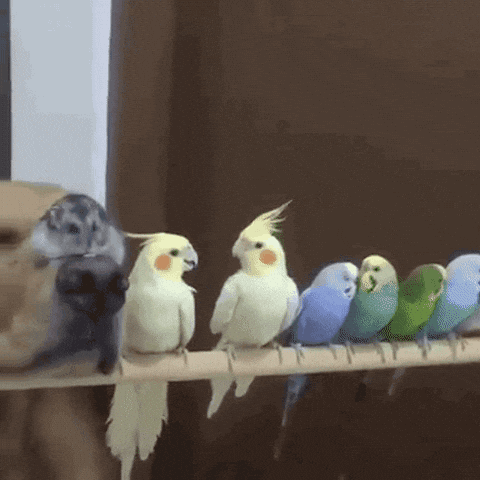 one big happy family dog GIF