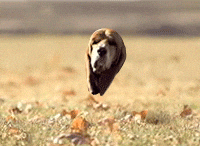 weird mash up GIF