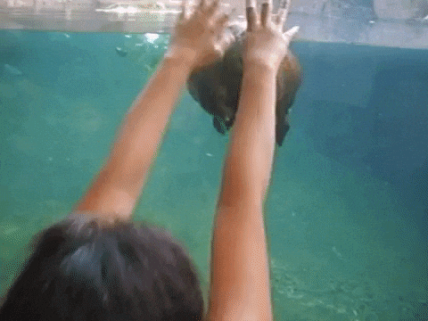 funny videos hello GIF by AFV Pets