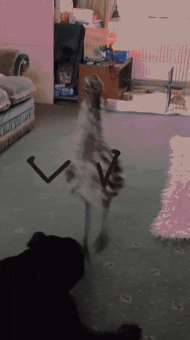 dog emu GIF