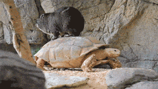 wombat GIF