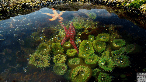 time lapse oceans GIF by BBC America