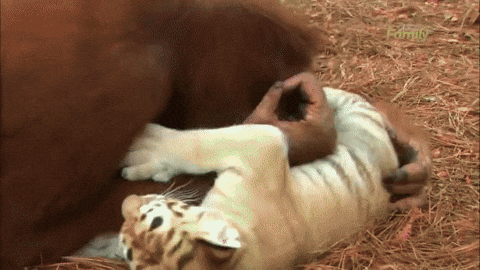 couple cubs GIF