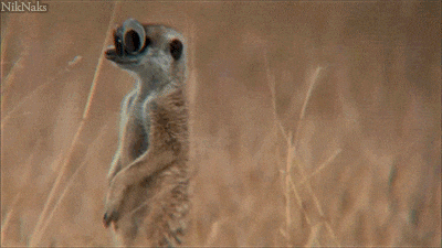 just for laughs what GIF