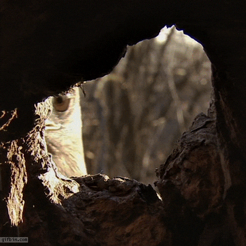 bird hello GIF