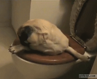halp i stuck dog GIF
