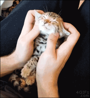 cat face GIF