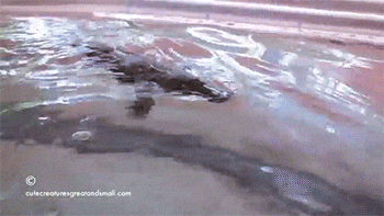 video platypus GIF