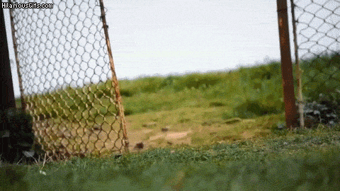 birds arms GIF