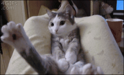cat falling GIF