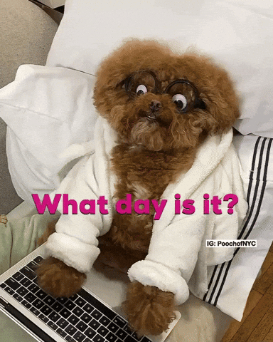 Stressed Dog GIF