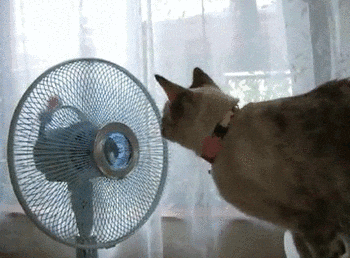 cat fan GIF