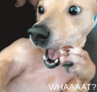 dog what GIF