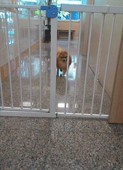 dog pomeranian GIF