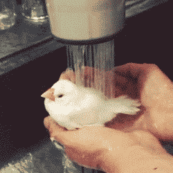 bird bathing GIF