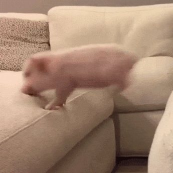 just for laughs falling GIF