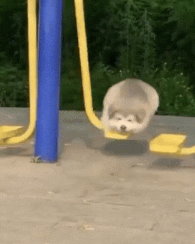 Dog Swinging GIF