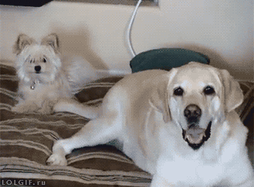 annoyed dog GIF